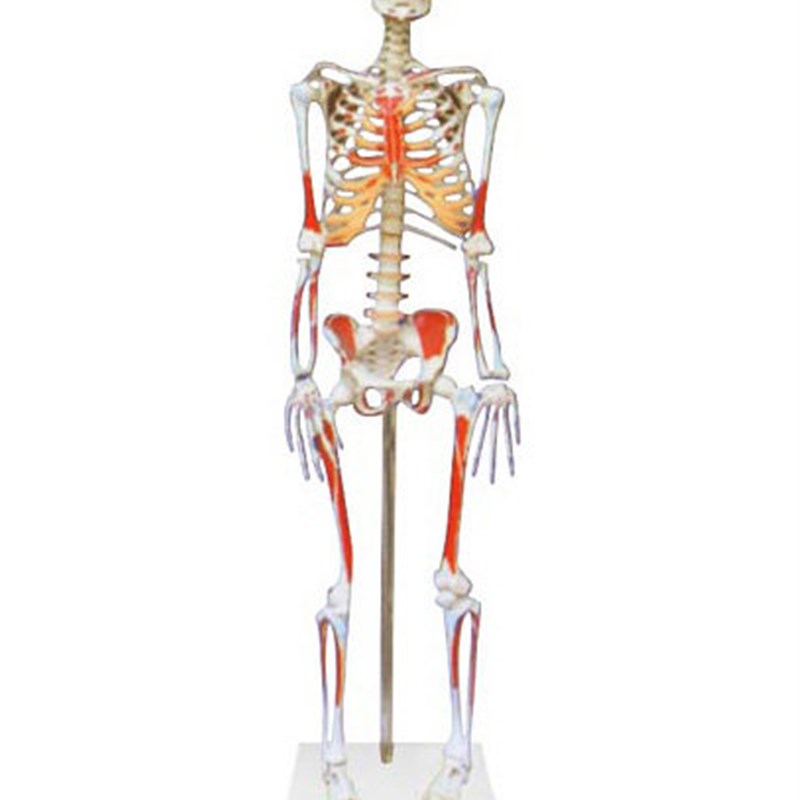 人体骨骼c附肌肉起止点着色标本模型解剖模拟人170cm85cm假人