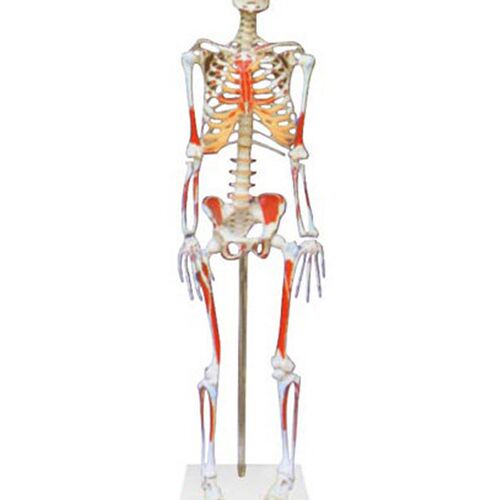 人体骨骼c附肌肉起止点着色标本模型解剖模拟人170cm85cm假人