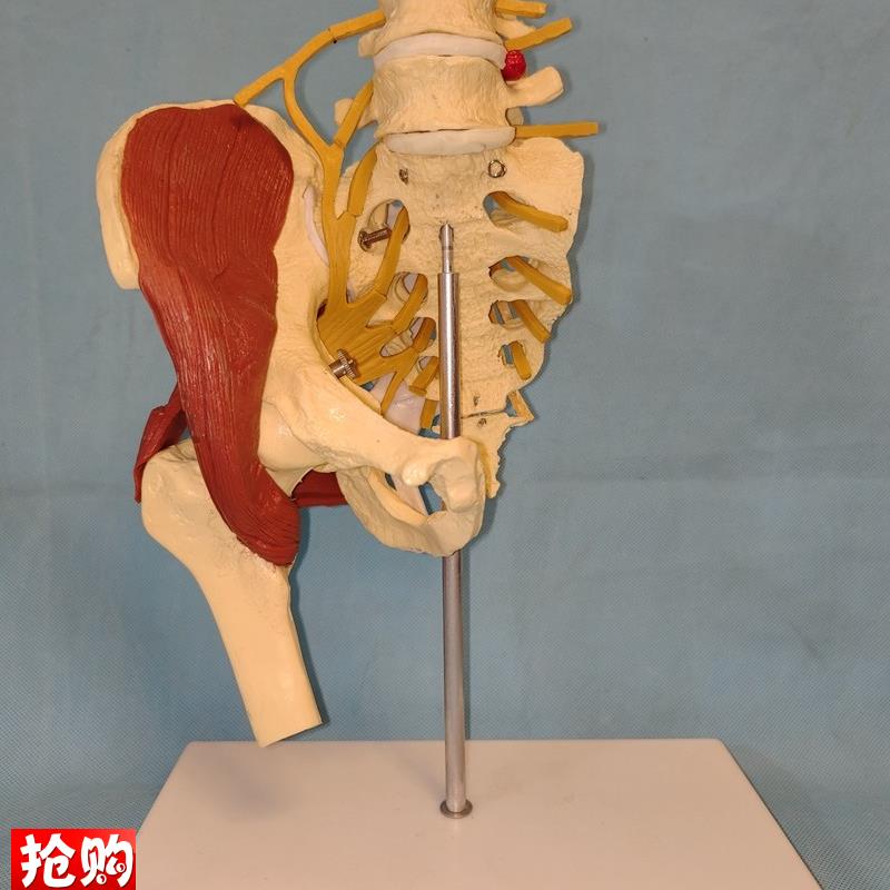 人体女性1:1骨盆o模型腰椎骶骨肌肉神经医用教学讲解展示