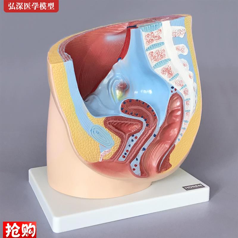 女性生殖系统模型矢状解剖面结构骨盆腔妇产M科医学示教学人体模