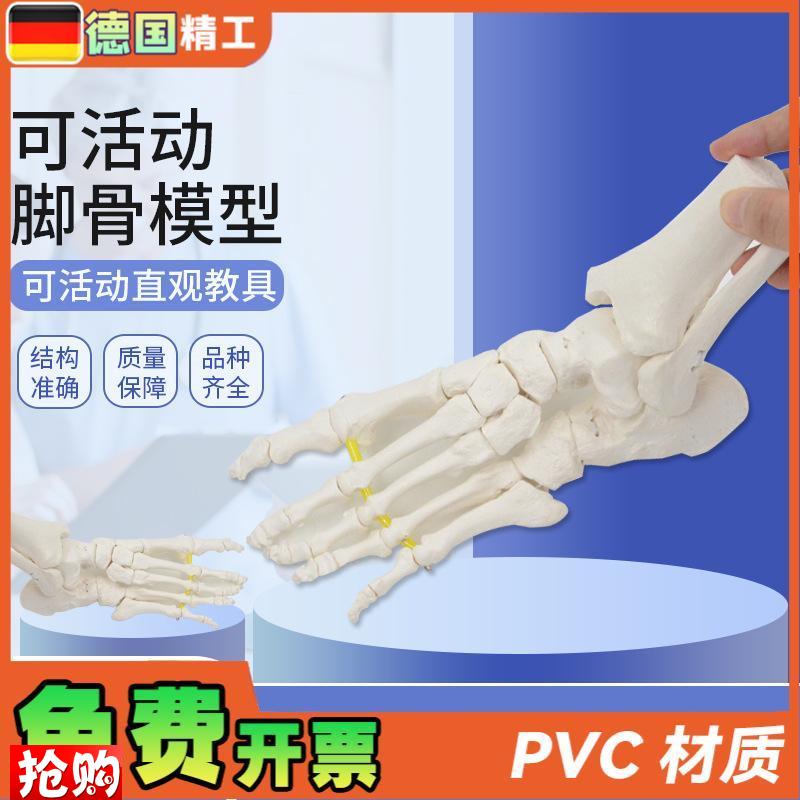 德国】可弯曲分离脚骨模型踝关y节运动康复演示教具1比1仿真骨骼