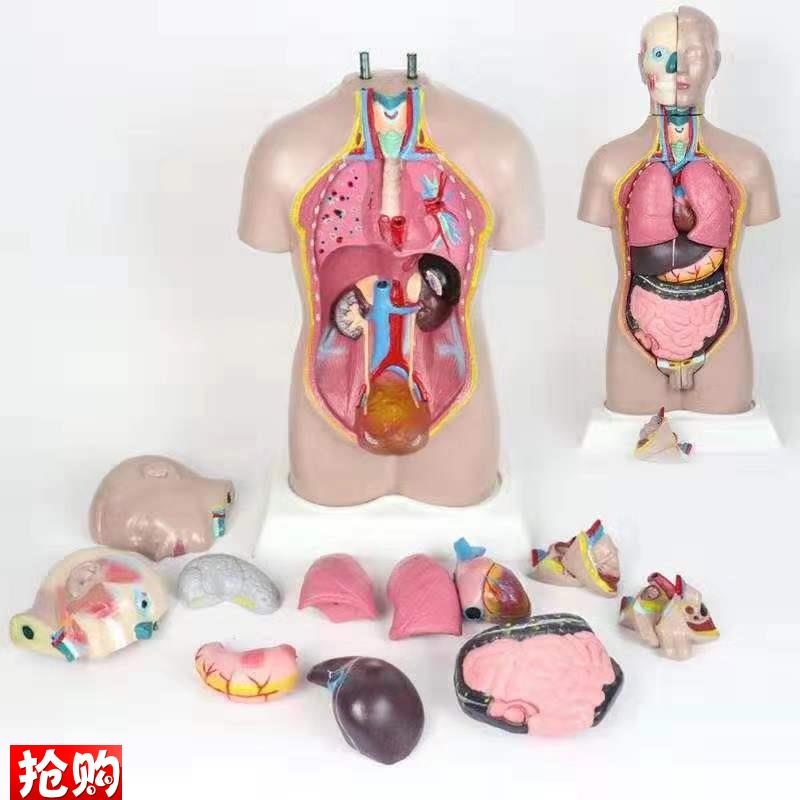 包邮42CM男女性人体s解剖模型人体躯干模型教学模型医用模型