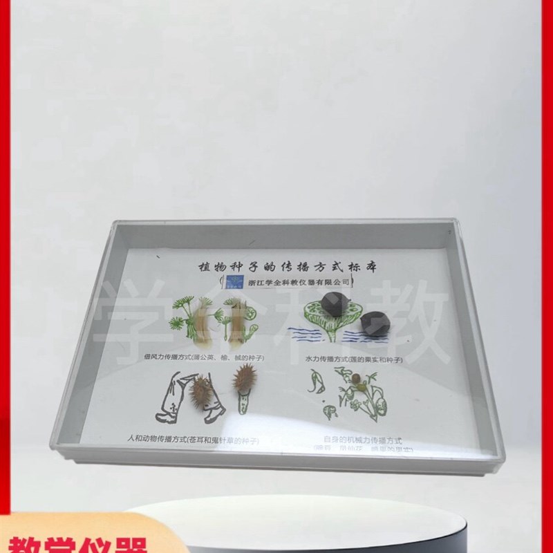 植物种子传播标本l高档新款摆件幼儿园小学教学科学科普自然教材
