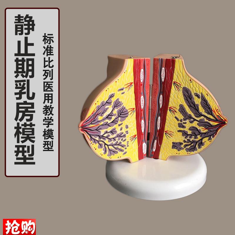 静止期乳房模型人体1:1乳房x模型解剖女性生殖科普教育医院教学用