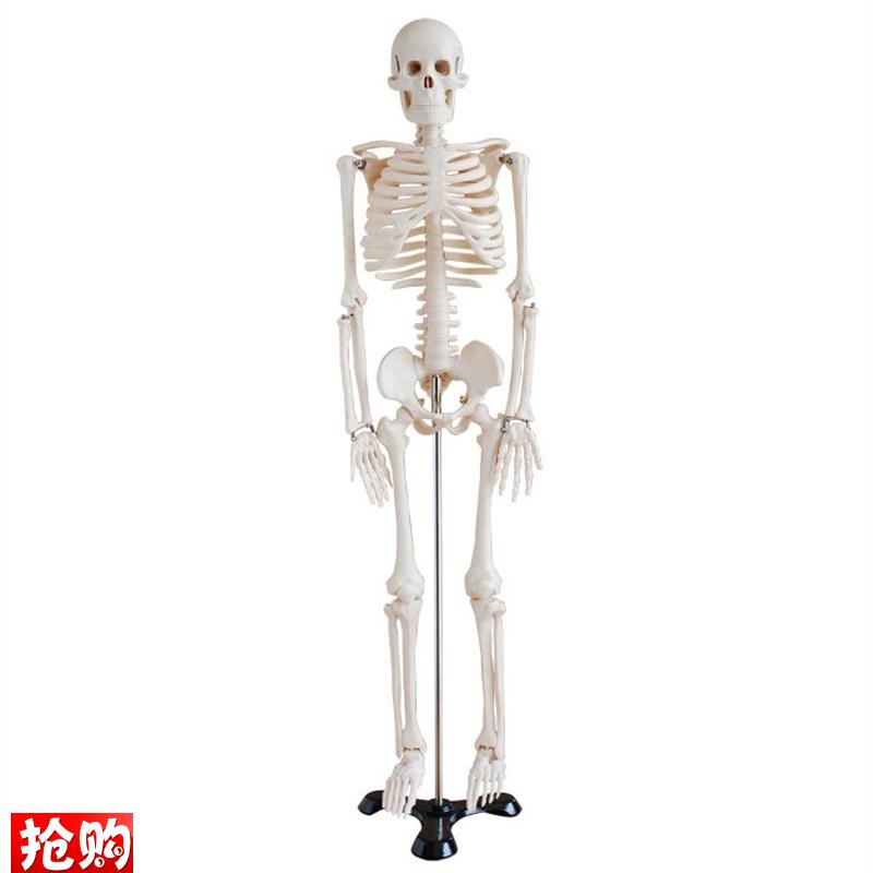 高端仿真美术艺用医用85CM人体骨骼骨架模型骨骼W医学教学模型