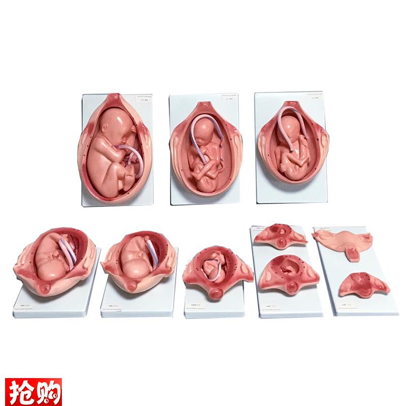 胎儿妊娠发育过程模型胎儿生长发育整F套模型妊娠怀孕十月分娩教