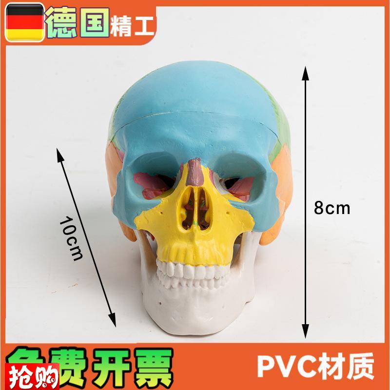 可拆卸彩色e头骨模型3部件口腔美术参考骷髅头可活动雕塑写生
