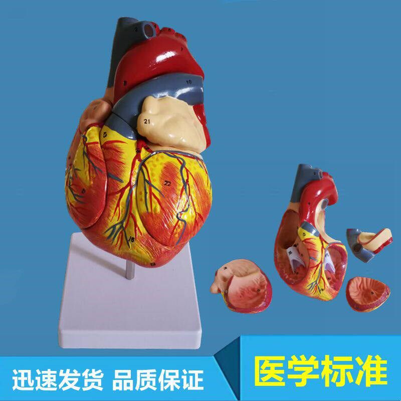 人体心脏模型放大2倍可拆卸心x房二尖瓣主动脉临床B超教学立体仿