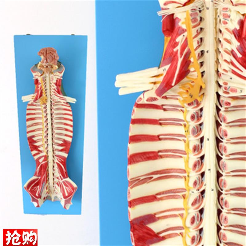 正品医用人体椎管内部脊髓神经模型K脊柱脊椎腰椎解剖结构