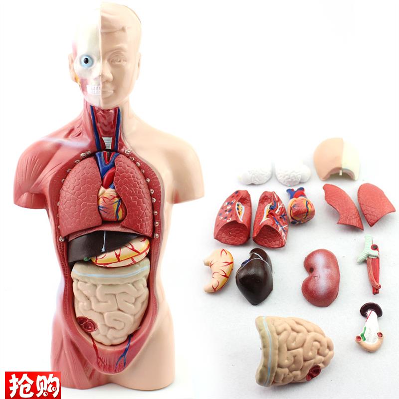 幼儿园/早教体验馆中小学教育26CM躯干模型人体解剖器Y官结构模型