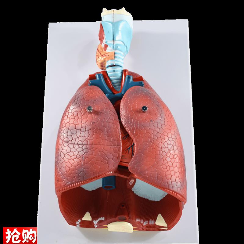 人体喉心肺内脏器官结构解剖模型心E脏气管喉咙医院科学校教学品