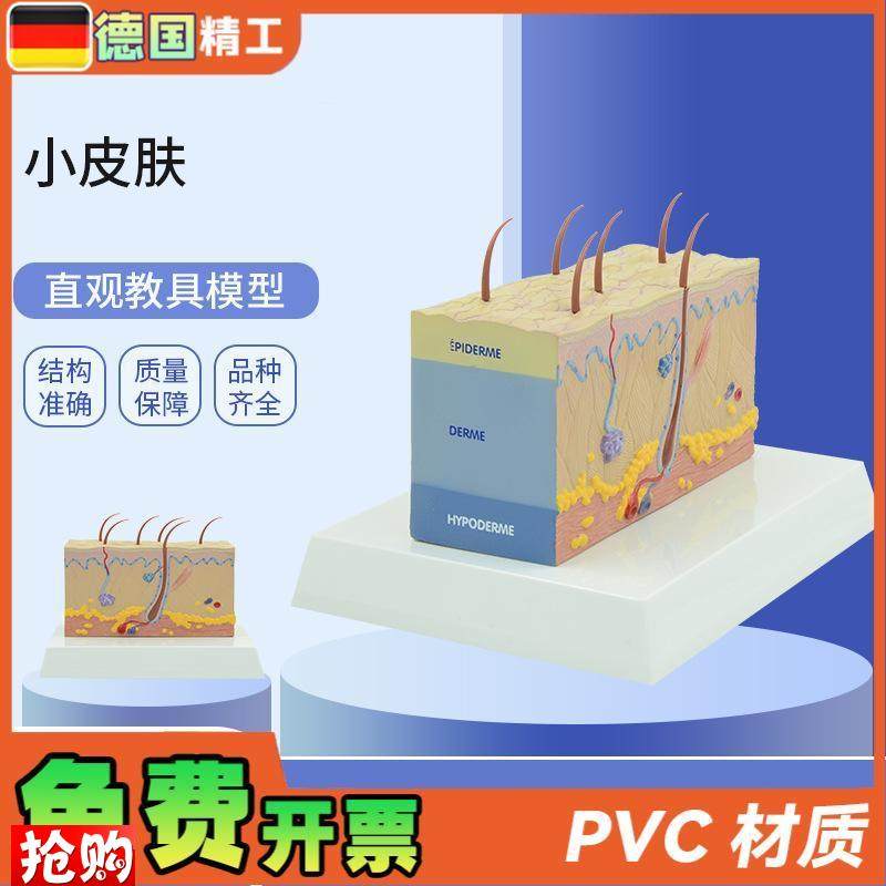 德国】PNT-0557小皮肤模型放大皮G肤结构解剖模型组织层次皮肤构