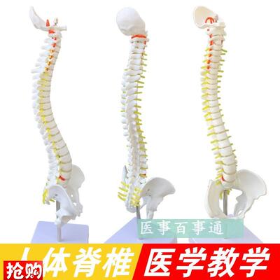 中型人体脊柱模型成人正骨练习带颈D椎腰椎椎间盘脊椎骨骼型模包