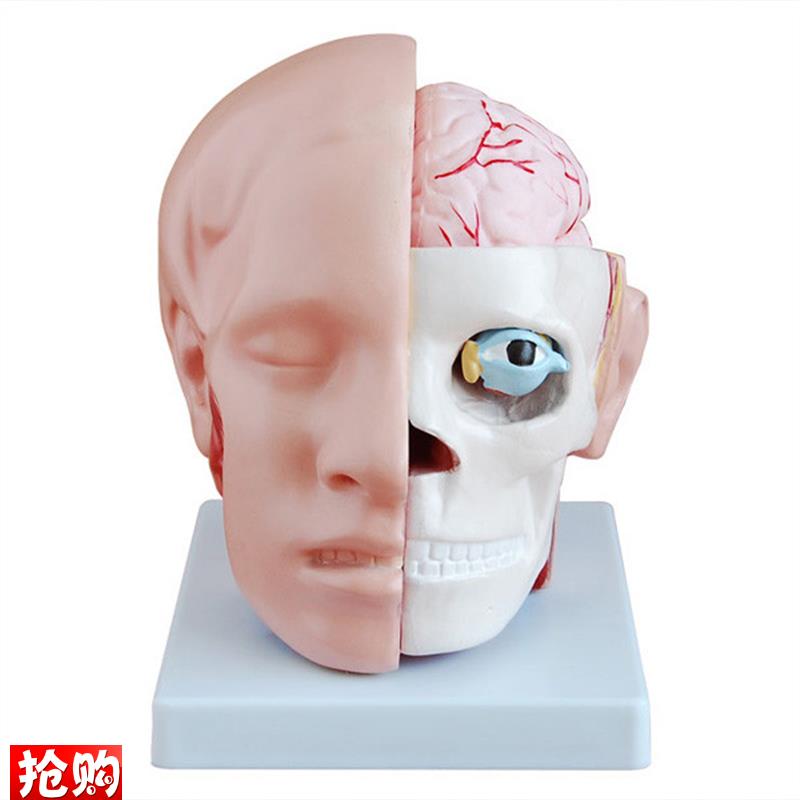 人体头部解剖附脑动y脉模型医学教学用标本模具
