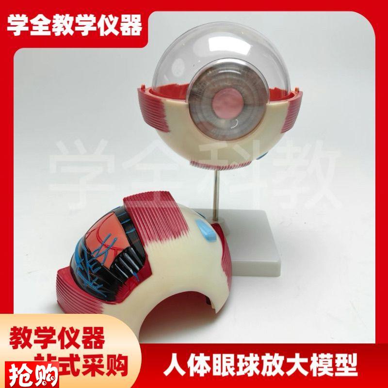 人体眼球放d大模型眼睛解剖眼珠眼科结构仪器构造教学演示模具训