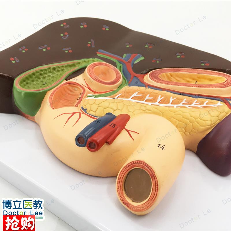 胰脾肝胆十二指肠浮雕模型肝z模型胰腺模型十二指肠模型胃模型