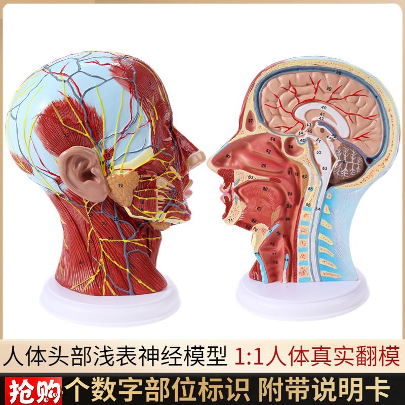 头部矢状断层解剖头颈部解剖耳鼻喉科模型人体大R脑模型头浅表模