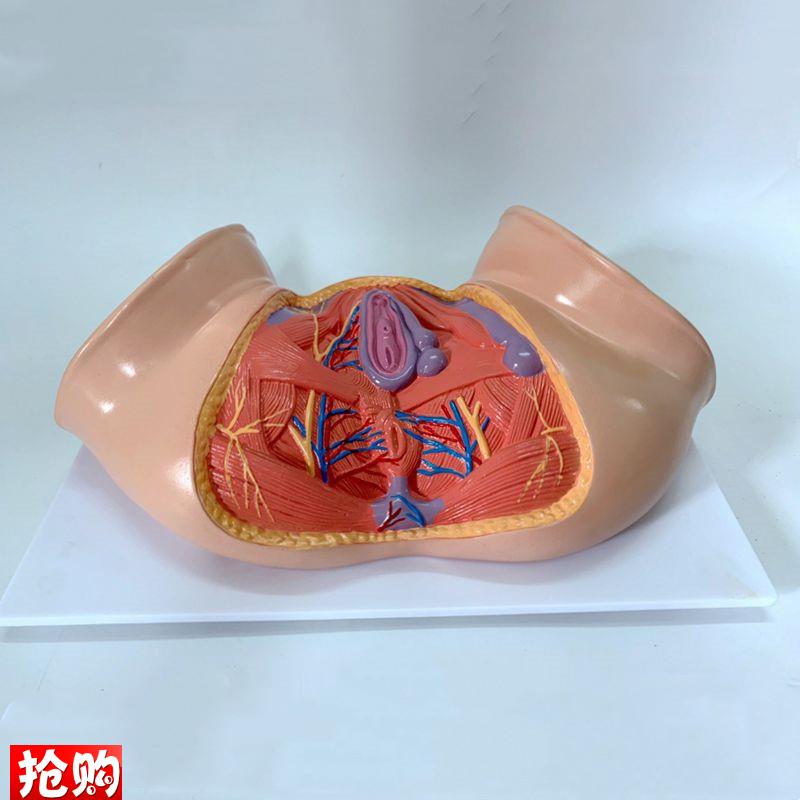 女会阴模型盆底肌产后修复月嫂家政D培训产康肛周深浅肌层妇幼助