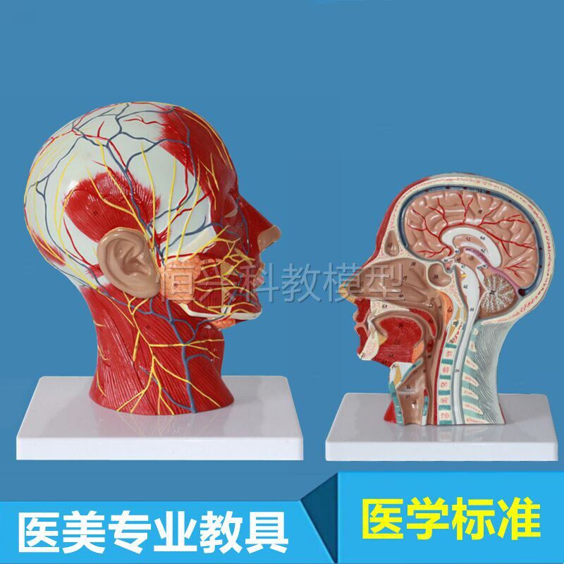 头面部模型浅层肌肉神经血管微整形医美I教学鼻咽喉颅脑口腔舌咽
