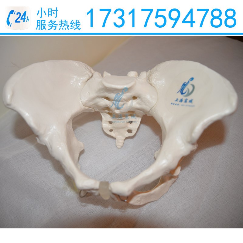 男性骨盆模型人体骨骼解剖教学训练医学L培训模拟人盆骨练习模具