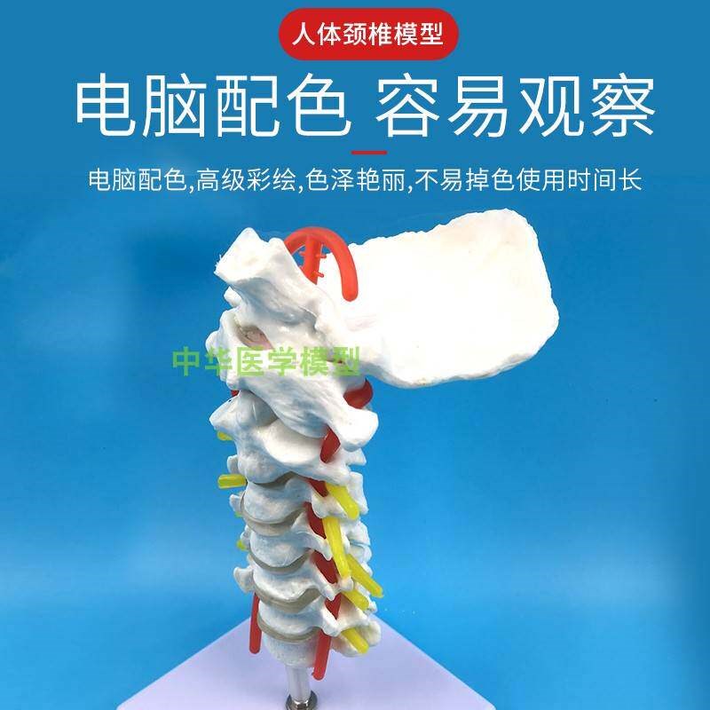 自然大人体颈椎模型o 颈动脉枕骨椎间盘 骨科神经解剖教学