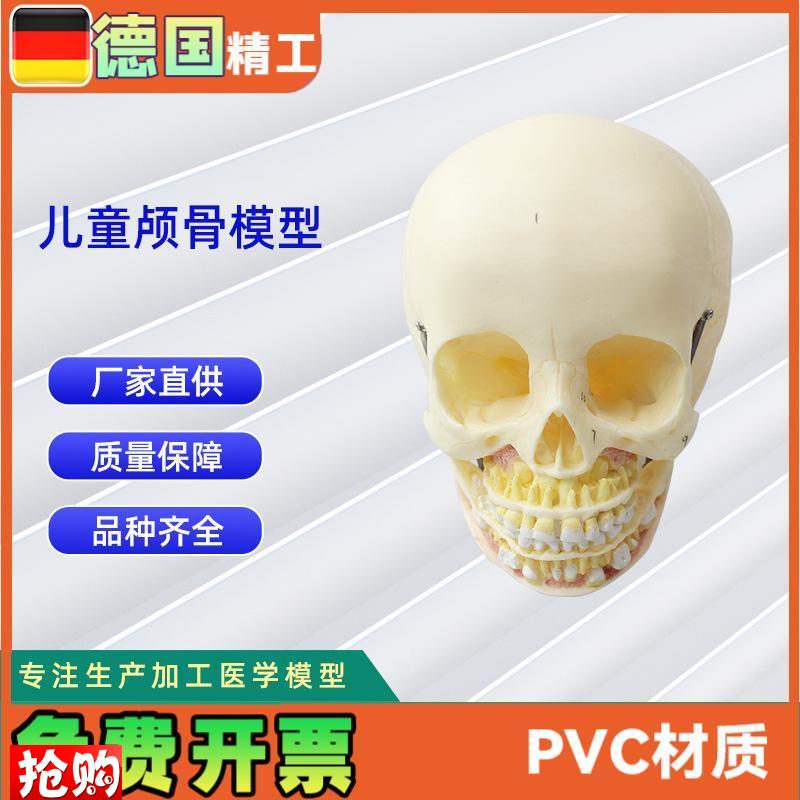少儿颅骨模型医学人体头骨颅骨PVC仿真骨科教Q学模具少儿病理研究