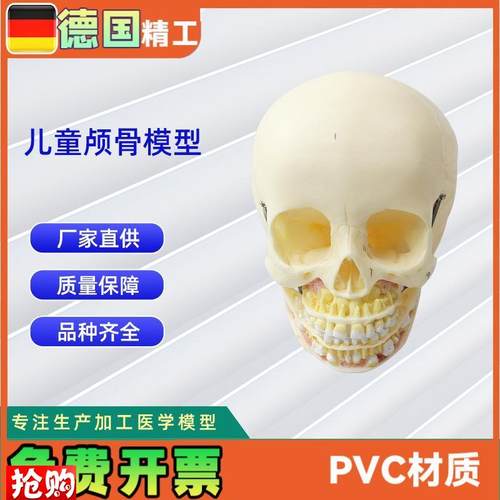 少儿颅骨模型医学人体头骨颅骨PVC仿真骨科教Q学模具少儿病理研究