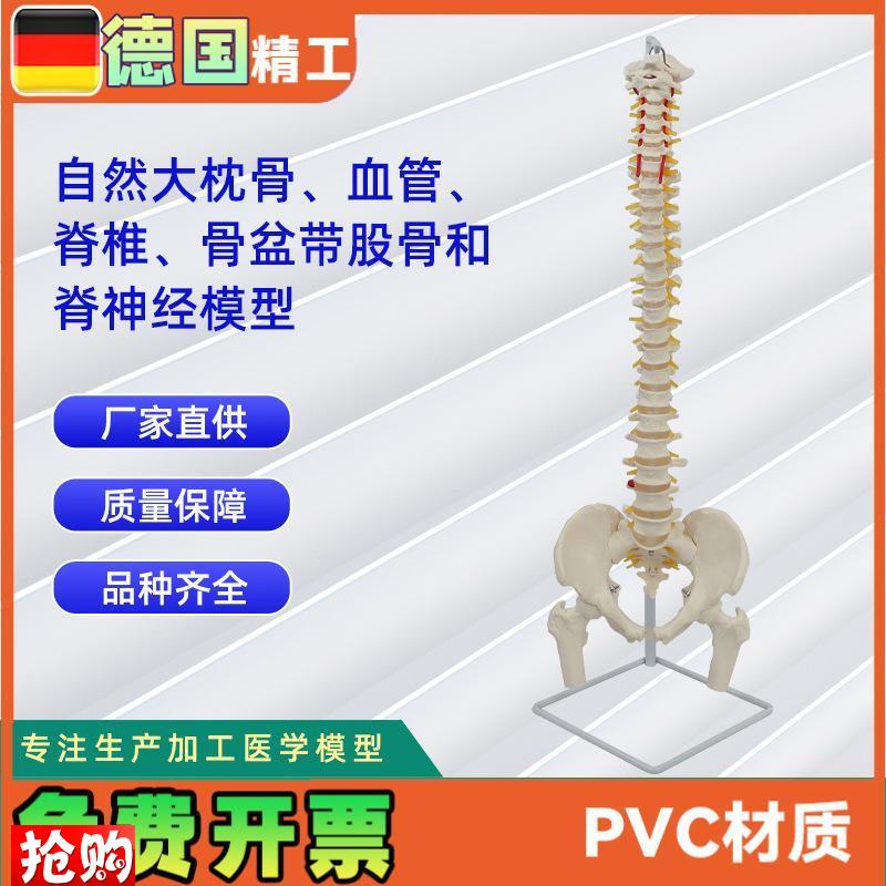 自然大枕骨血管l脊椎骨盆带股骨和脊神经模型人体骨骼模型