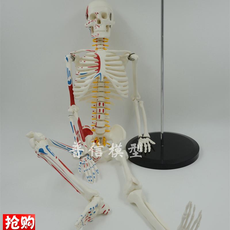 普信肌肉起止点骨骼o85cm写色骨架人体可活动骨骼模型椎间盘