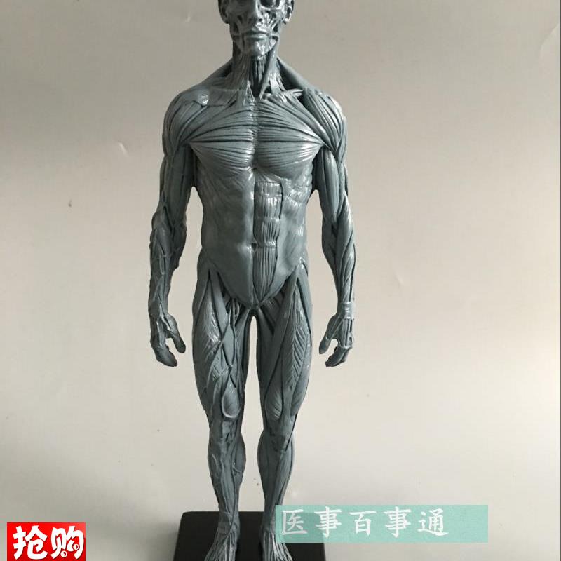 设计绘画CG参考医用艺用人体肌肉骨骼解剖结构R模型美术灰色肌肉