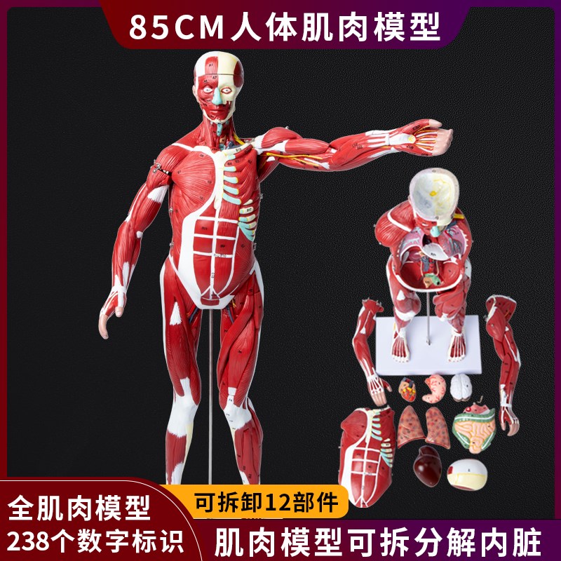 人体全身肌肉内脏器官拆卸解剖结构组G织运动仿真教具医学教学模
