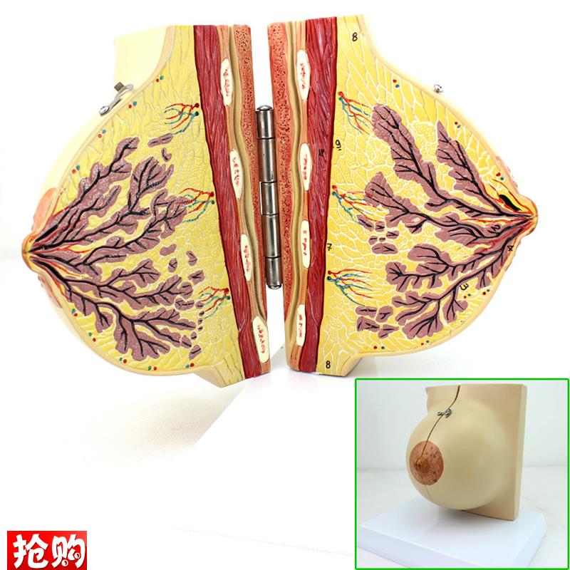 ENOVO颐诺医学女性静r止期乳房模型乳腺解剖青春期生理培训上海解