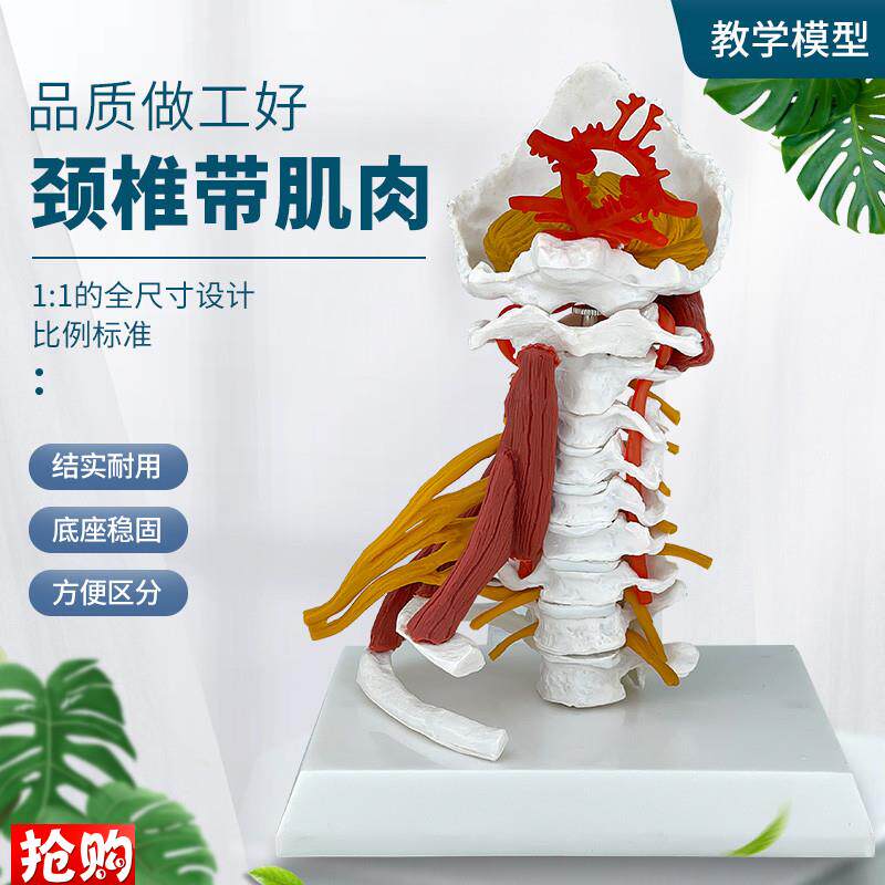 人体脊椎颈椎关节颈动脉r后枕骨椎间盘韧带与神经骨骼解剖医学模