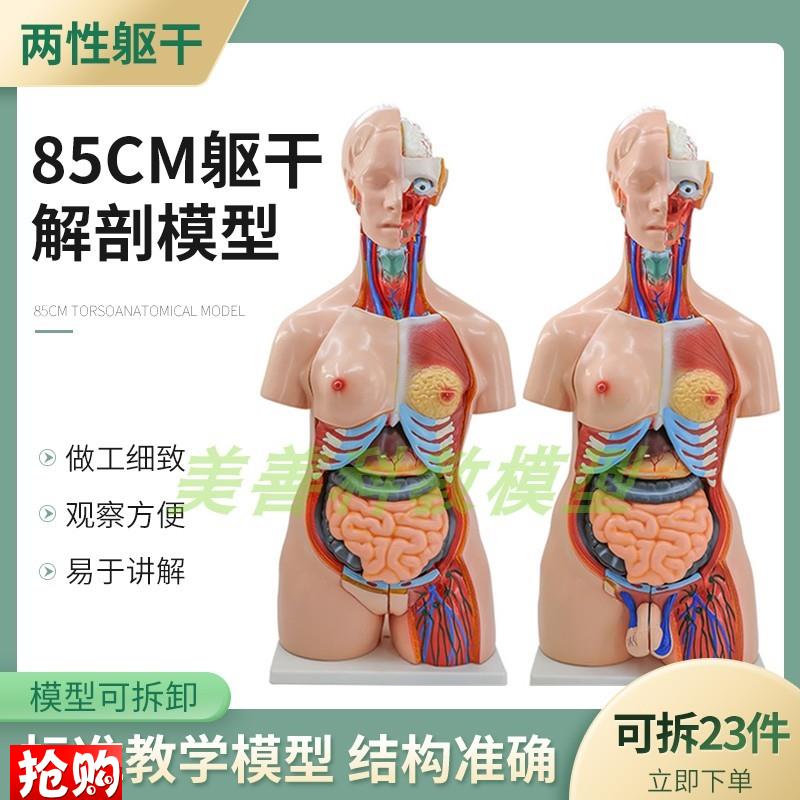 教学85CM人体躯干模型两v性躯干解剖附内脏模型女性躯干器官构造