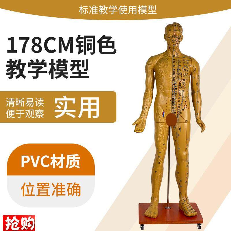 178CM人体针灸穴位男性模型A中医经络穴位模型针灸医用十二铜人