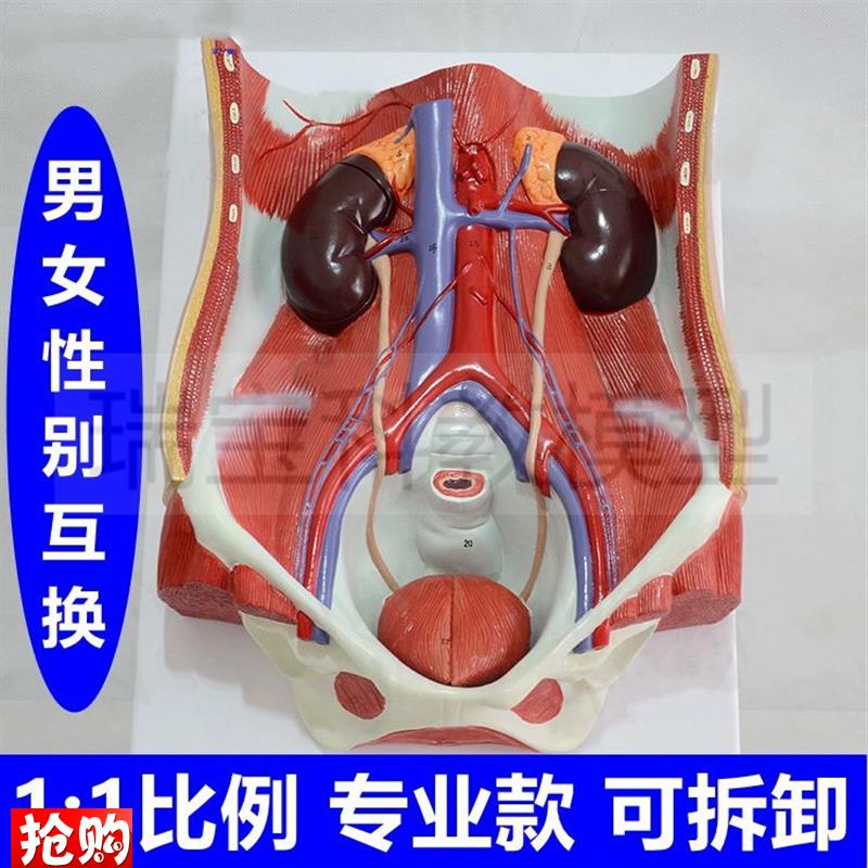 腹腔解剖盆底肌男女o泌尿生殖系统腰部肌肉盆腔康复外科血管肌肉