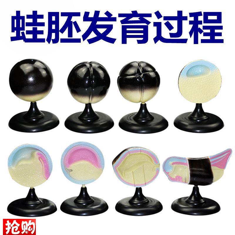 青蛙胚胎发育过程模型q中学生物课用教具8件/套实验器材动物妊娠