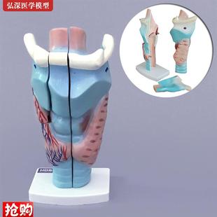 喉解剖模型人体咽喉咙喉部甲状腺声带结构放O大模具耳鼻喉医学教