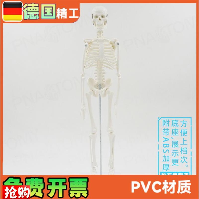 45cm人体全身骨骼模型仿真骷髅骨架小白可活动X瑜伽美术骨科
