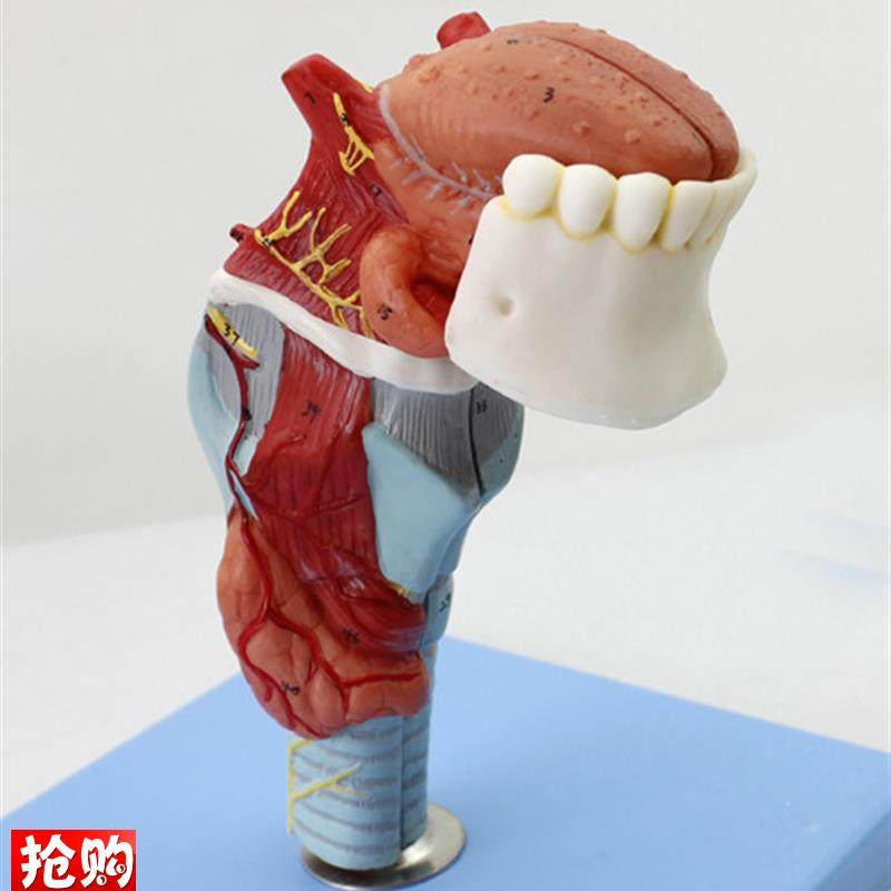 颐诺正品人体喉舌牙模s型咽喉解剖舌头模型甲状腺模型医用器官