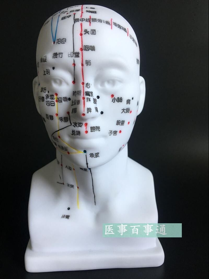 包邮正品超清晰经络人体针灸穴B位头部四功能针灸腧穴模型针灸