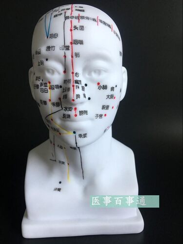 包邮正品超清晰经络人体针灸穴B位头部四功能针灸腧穴模型针灸