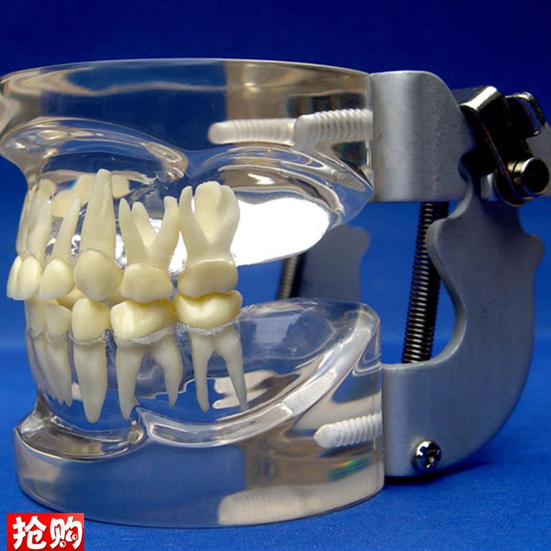 ENOVO颐诺儿童乳牙列模型儿y童口腔教学展示模型牙科牙齿模型口腔