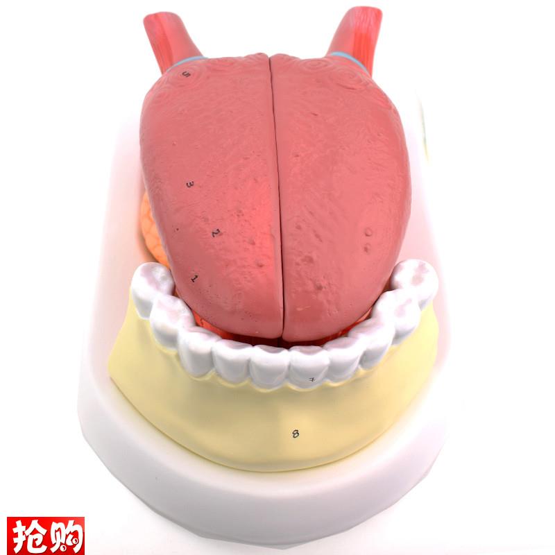 ENOVO颐诺舌附牙放大t模型舌苔结构舌头解剖舌象中医舌象教学舌质