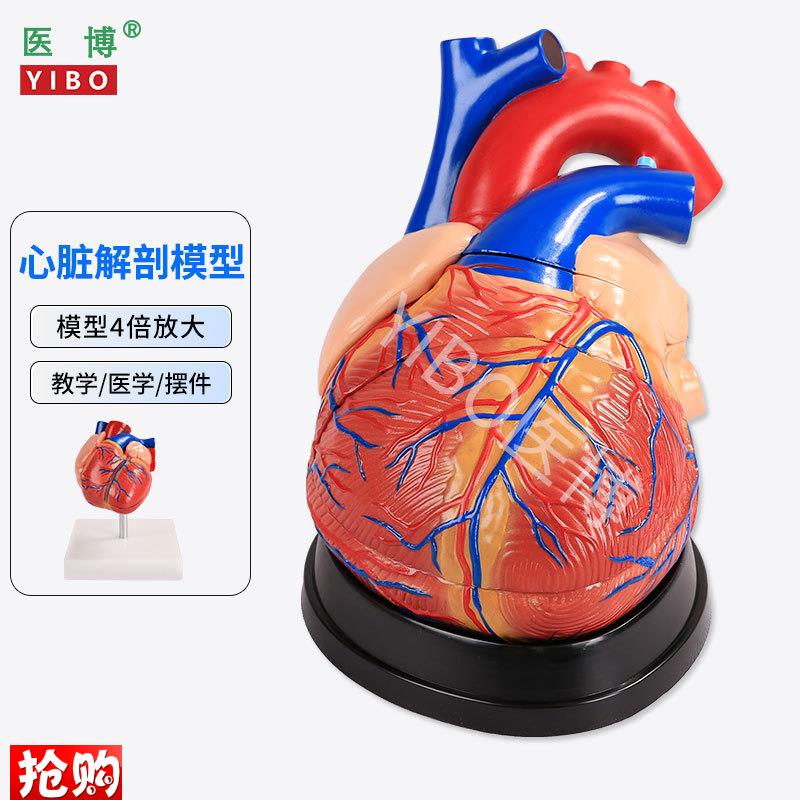 医博心脏解刨模型医学教学模具可拆卸B1:1人体仿真心脏模型医学人