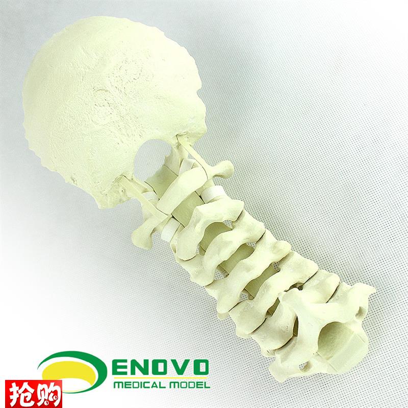ENOVO正品人体颈椎后路系u统手术PCF操作仿真骨Sawbone骨科模型