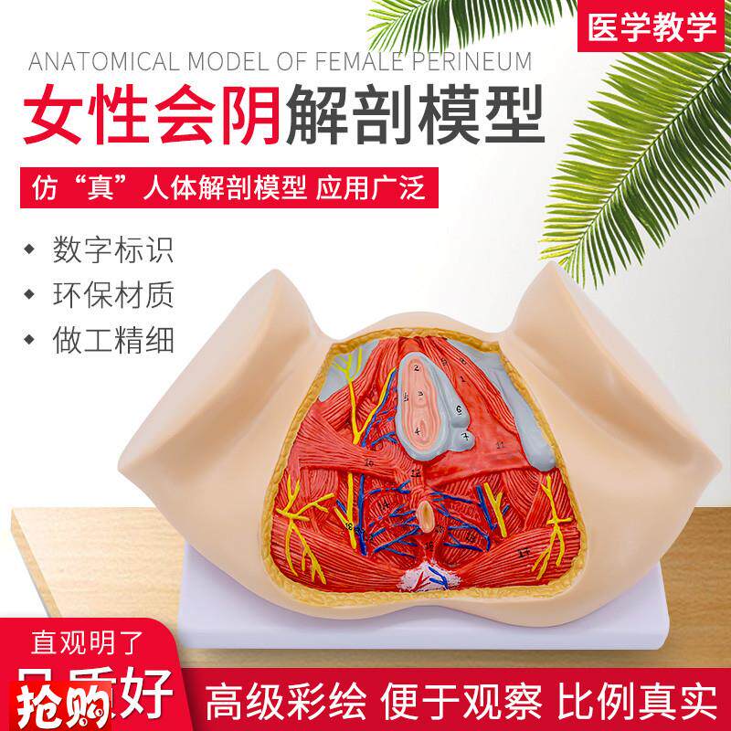 女性会阴模型会阴解剖模型v妇科解剖模型女性生殖器官解剖模型