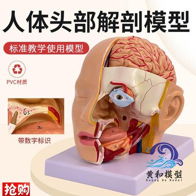 人体头部解剖模型附脑模型4部件医院教学人体头部附W大脑动脉模型