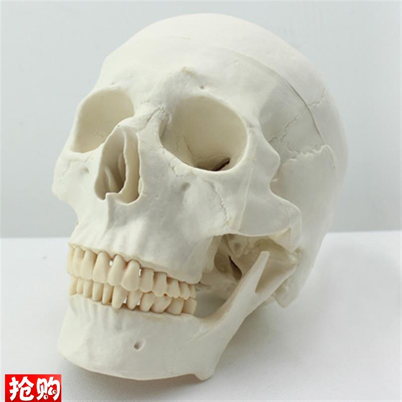 ENOVO颐诺医学艺用美术人体头骨模型亚洲头颅骨解R剖模型标本skul