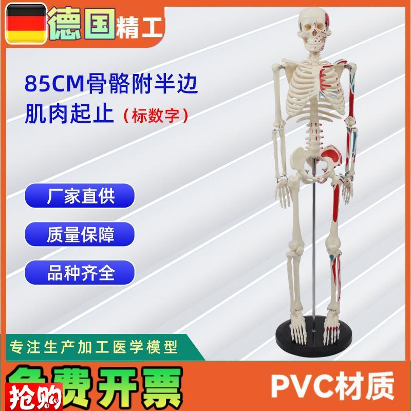 85CM附半边肌肉起止的骨骼(标数字)人体骨Q骼模型医药展示器材